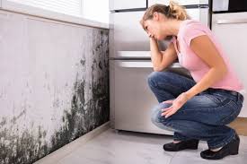 Leisure Knoll, NJ Mold Removal Company